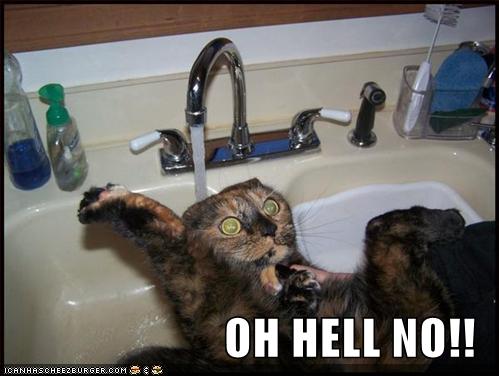 funny-pictures-cat-scared-sink-water1.jpg